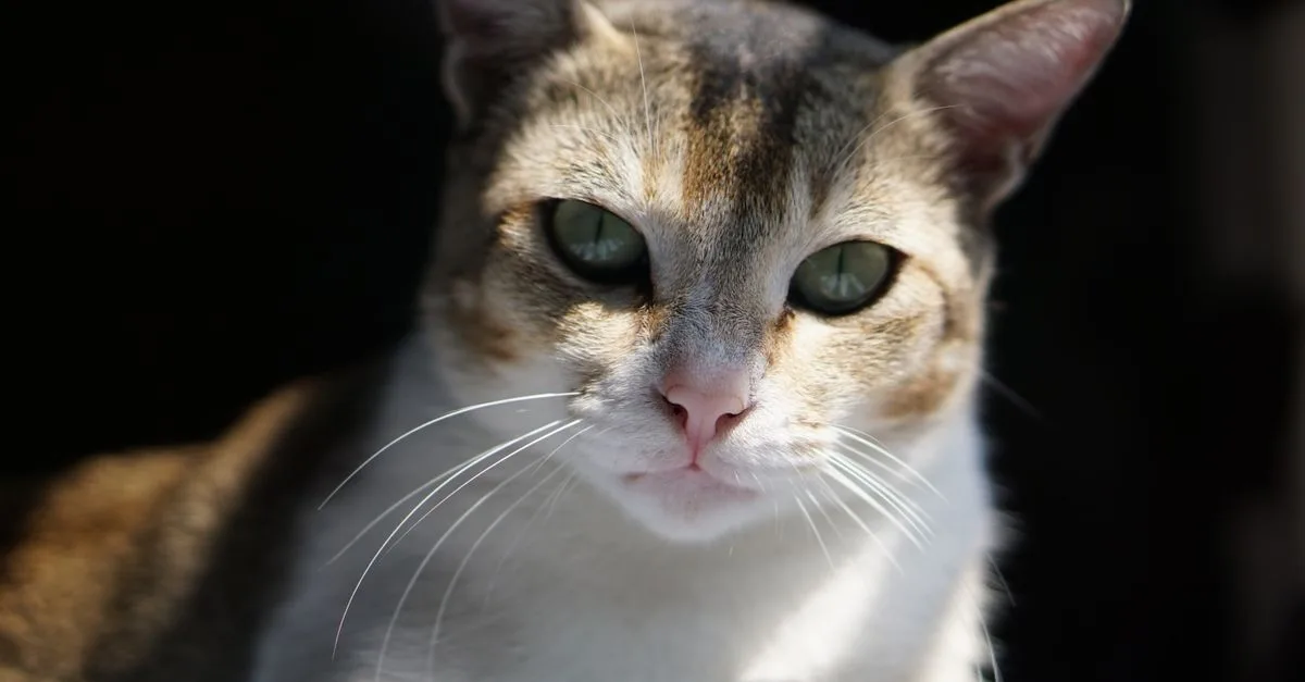 découvrez le singapura, la plus petite race de chat au monde, connue pour son pelage tacheté unique et son tempérament affectueux.