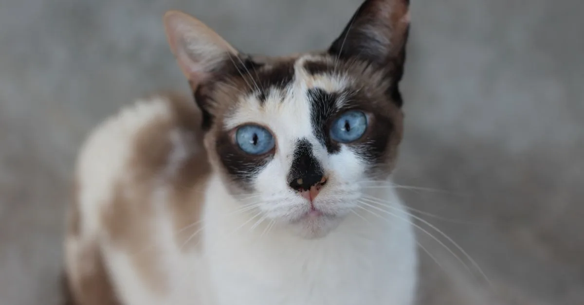 découvrez le snowshoe, un chat élégant alliant douceur et sociabilité, reconnu pour son pelage unique et ses yeux expressifs.