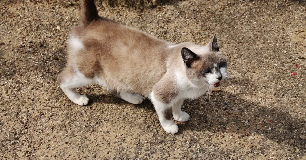 découvrez le snowshoe, un chat unique au pelage distinctive et aux pattes blanches, reconnu pour sa douceur et son tempérament affectueux.