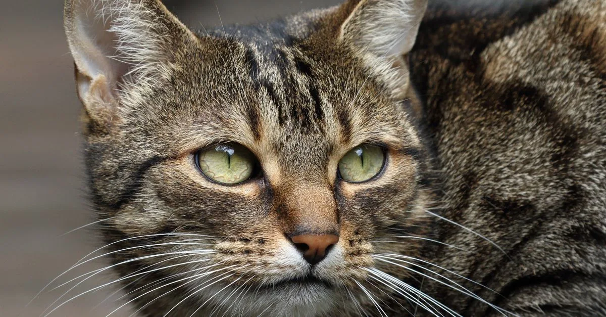 découvrez tout sur le sokoke, une race de chat rare et élégante originaire du kenya, reconnue pour son pelage unique et son tempérament vif.