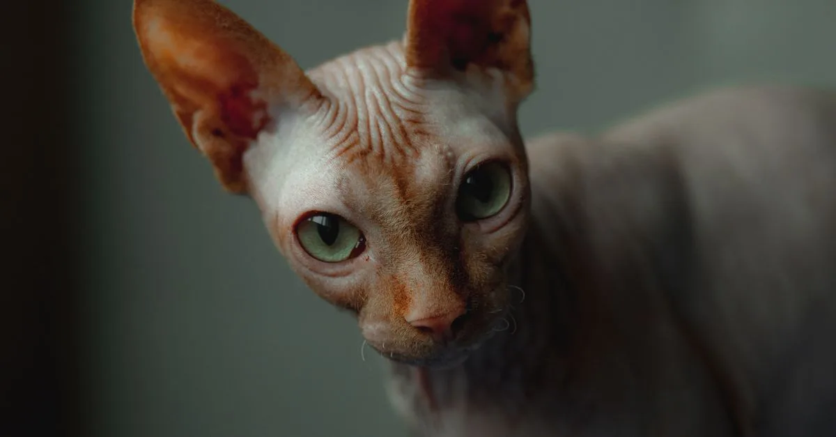 découvrez le chat sphynx, une race unique sans poils, connue pour sa peau douce, son caractère affectueux et son intelligence remarquable.