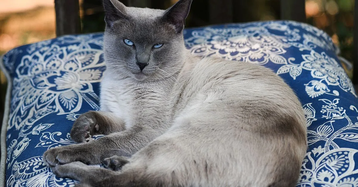 découvrez le tonkinese, un chat élégant et sociable, réputé pour son pelage soyeux et ses yeux expressifs. parfait compagnon pour les familles.