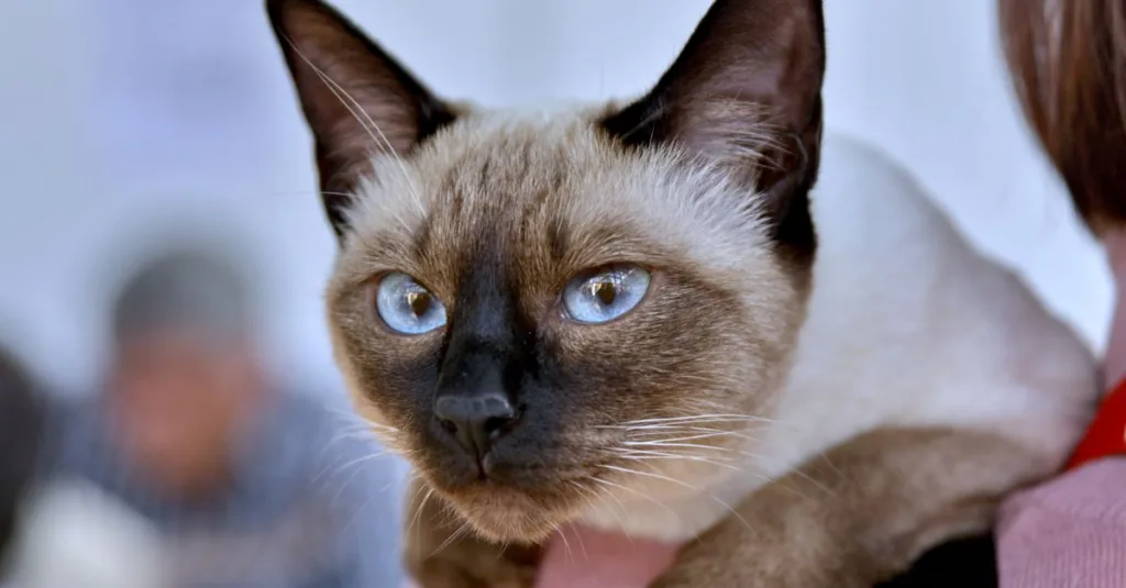 découvrez le tonkinese, un chat élégant et affectueux, reconnu pour son pelage soyeux et ses yeux expressifs. parfait compagnon pour les amoureux des chats actifs et sociables.