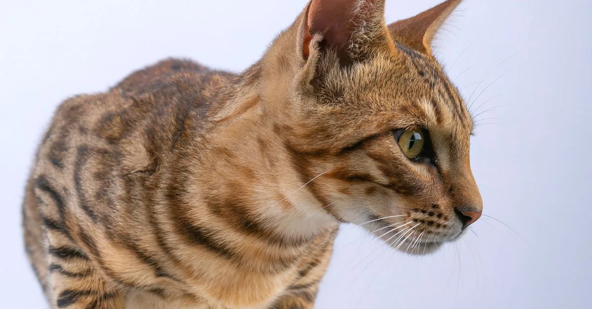 découvrez le toyger, un chat au pelage tigré unique qui combine l'apparence sauvage d'un tigre avec le caractère doux d'un chat domestique. parfait pour les amateurs de félins impressionnants et affectueux.