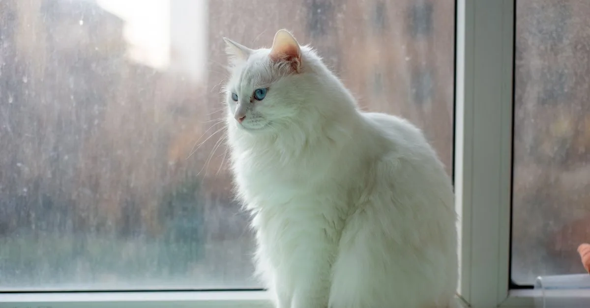 découvrez le turkish angora, un chat élégant et raffiné au pelage soyeux et aux yeux expressifs. ce chat actif et affectueux est parfait pour les amateurs de félins uniques et élégants.