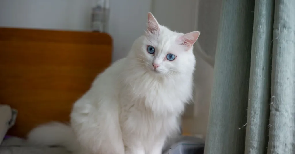 découvrez le turkish angora, un chat élégant et gracieux réputé pour son pelage soyeux et sa personnalité affectueuse. parfait compagnon pour les amoureux des chats au caractère doux et vif.