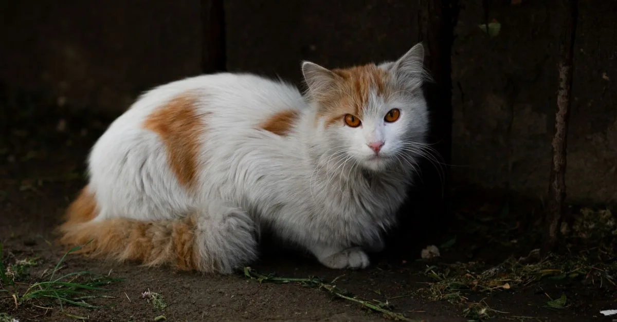 découvrez le turkish van, un chat élégant et unique connu pour son pelage partiellement blanc et sa passion pour l'eau. apprenez tout sur ses caractéristiques, son caractère et ses besoins.