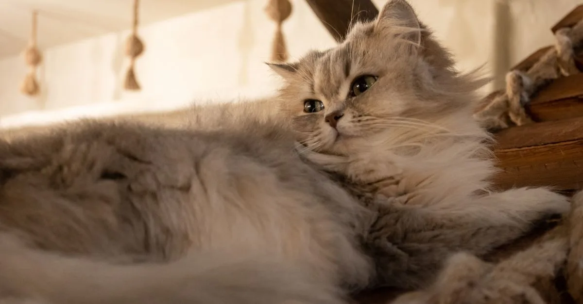 découvrez la taille et le poids moyens du chat minuet adulte, ainsi que les facteurs qui influencent son développement et sa morphologie.