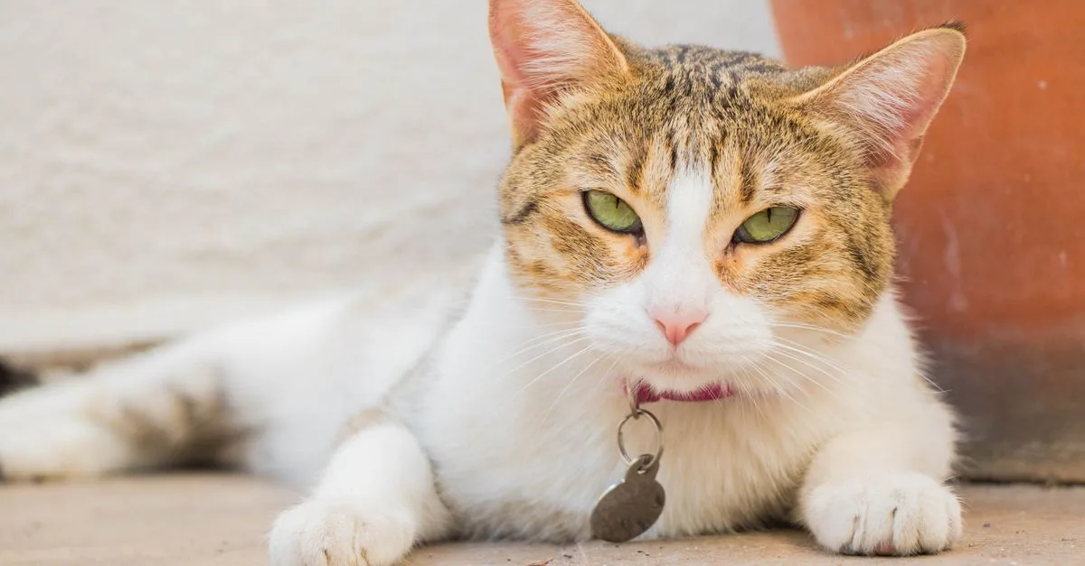 découvrez le tempérament du chat de chypre : un compagnon affectueux, intelligent et énergique, ainsi que ses besoins au quotidien.