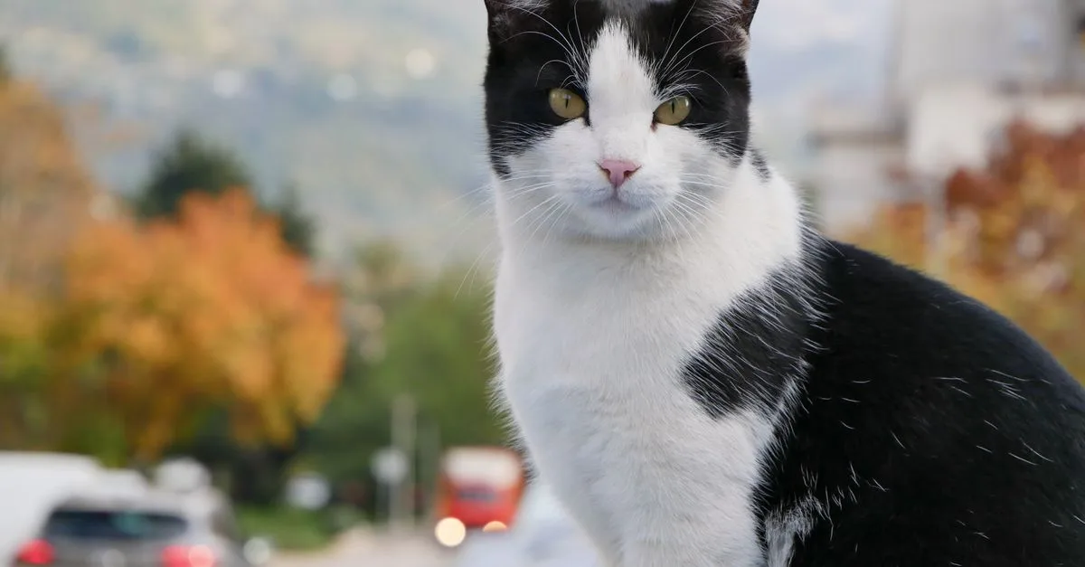 comparez le chat de chypre et le chat européen : origines, apparence, caractère et besoins pour découvrir leurs différences et choisir votre compagnon.
