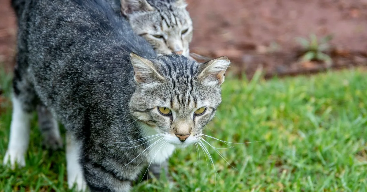 découvrez comment présenter progressivement un chat sokoké aux autres chats, favoriser une cohabitation sereine et éviter les conflits.