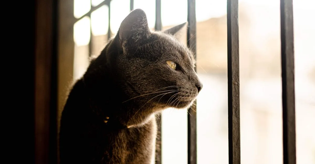 découvrez comment aménager un appartement confortable et stimulant pour votre chat korat : espace de jeu, repos, sécurité et conseils pratiques.