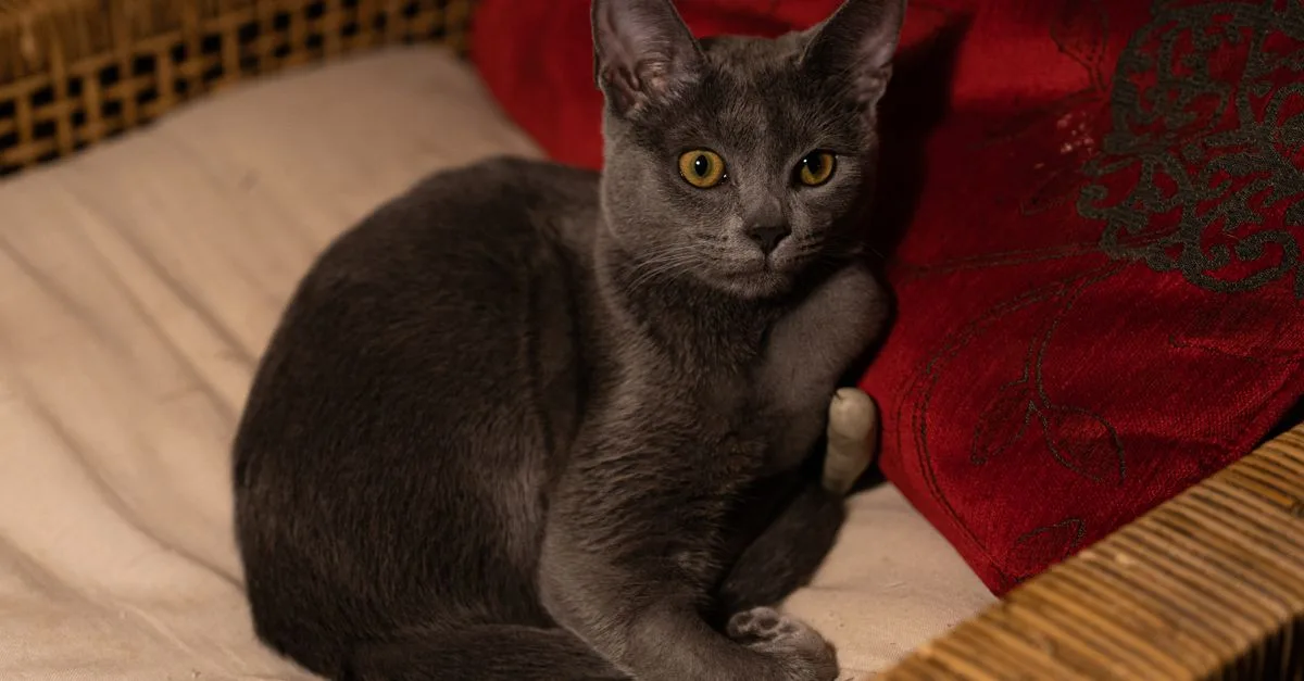 découvrez le tempérament du korat avec les enfants : une race de chat affectueuse, joueuse et sensible, ainsi que des conseils pour favoriser une cohabitation harmonieuse.