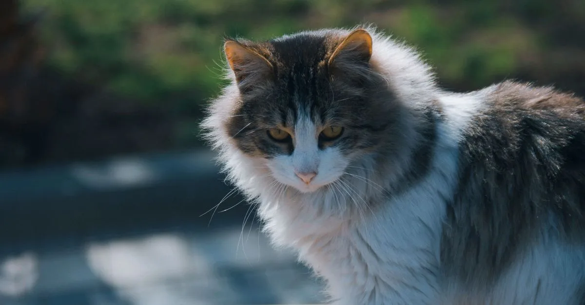 découvrez les gestes essentiels pour toiletter un chat à poils longs, prévenir les nœuds et préserver la beauté de son pelage.