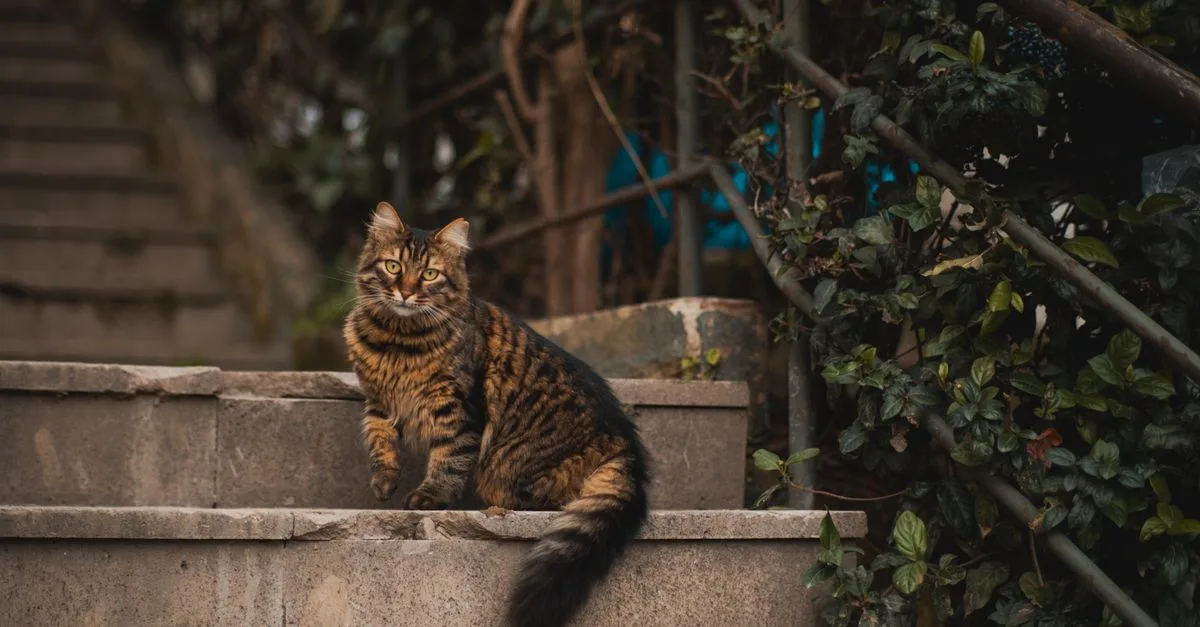 découvrez comment adapter les escaliers pour votre chat âgé : marches antidérapantes, rampes et aménagements sécurisés pour faciliter ses déplacements.